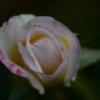 Faune et Flore